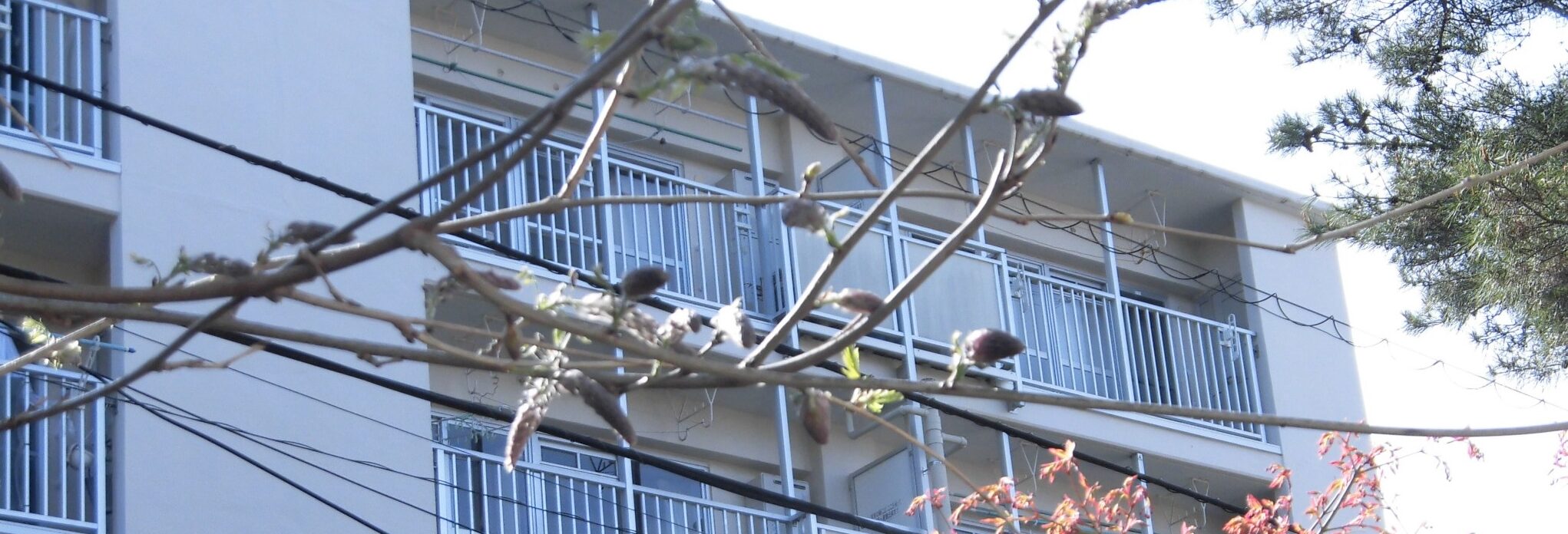 庭園のつる植物あれこれ