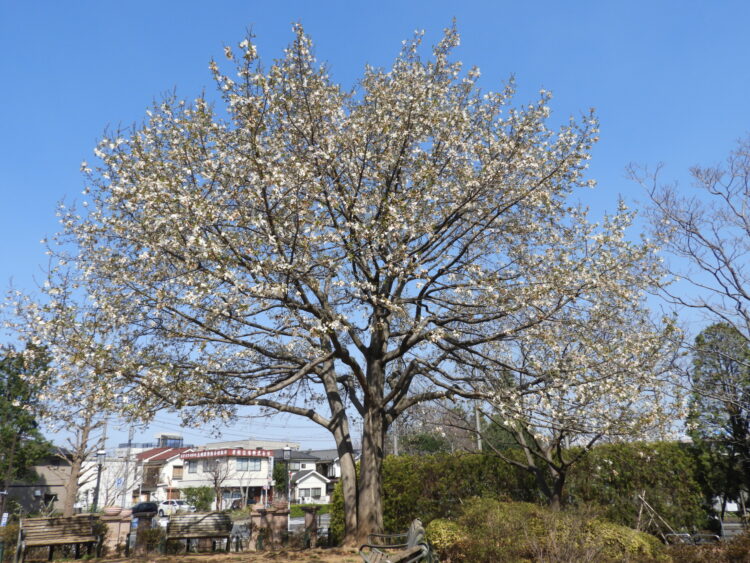 ≪３月≫　弥生 三月、 花見月