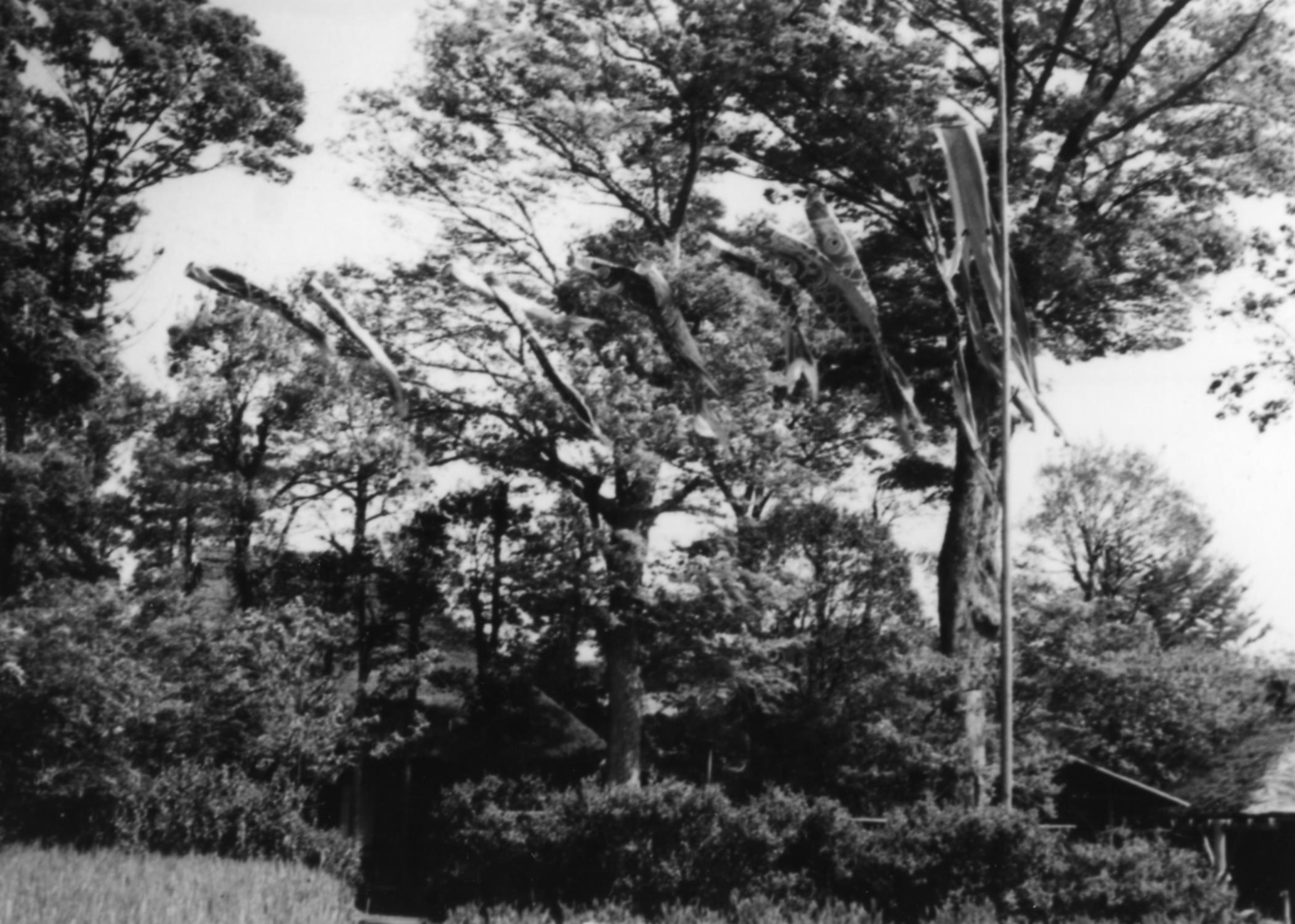 5月 鯉は泳ぐ 皐月 さつき の空に 練馬わがまち資料館 5月 鯉は泳ぐ 皐月 さつき の空に 練馬わがまち資料館