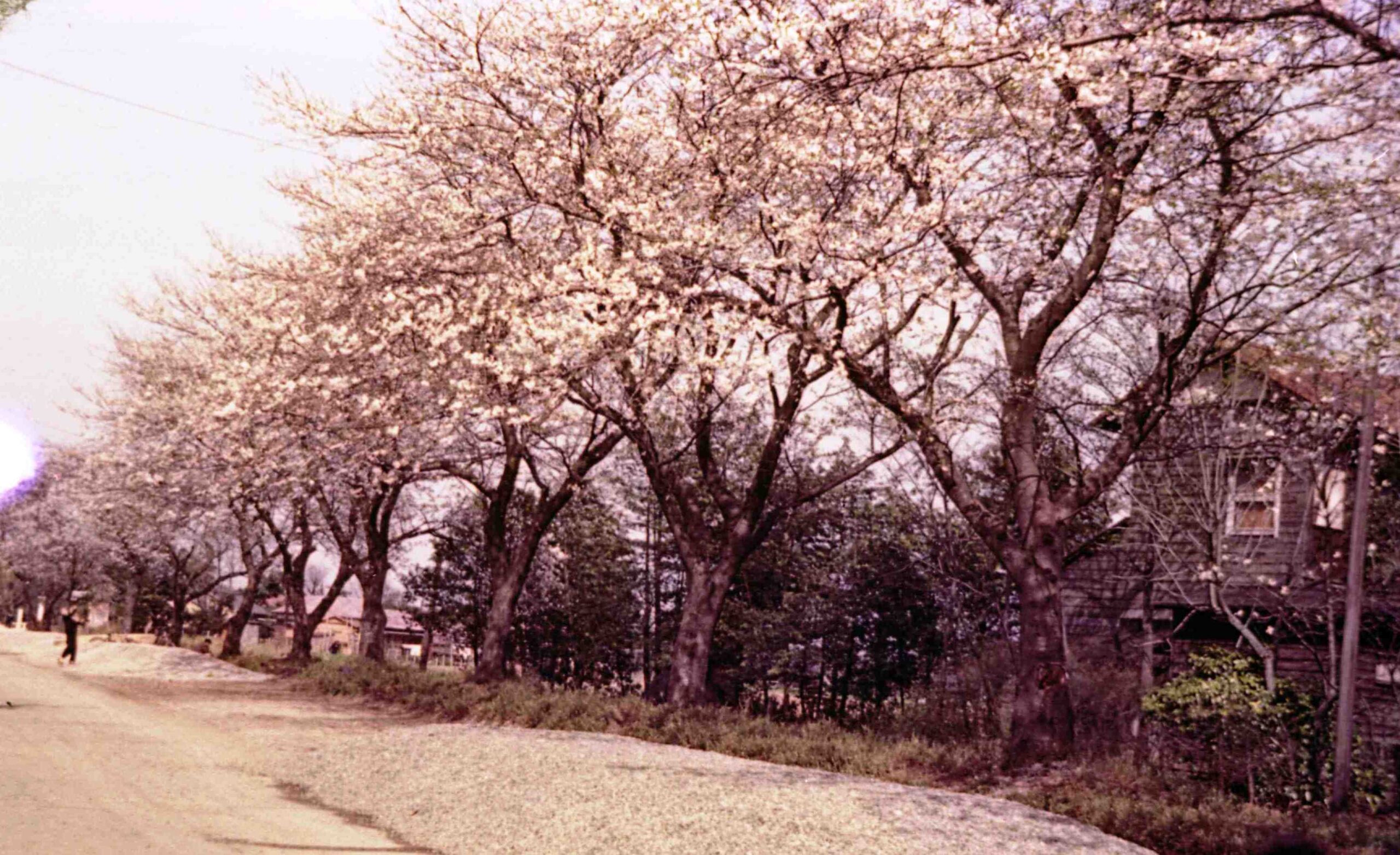 現町名9 ＜桜台　さくらだい＞