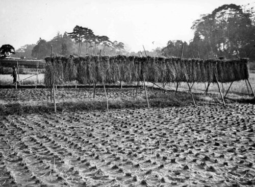 (5)練馬の農業(その2)